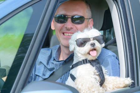 Small dog maltese in a car with open window and his owner in a background. Dog wears a special dog...