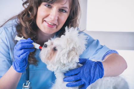 Woman vet with toothpaste trying to clean tooth of maltese dog in the treatment room