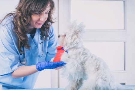 Woman veterinarian applying bandage on wounded hand of cute maltese dogの写真素材