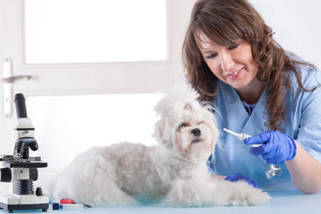 smiling woman vet is giving medicine to the dog in vet clinic