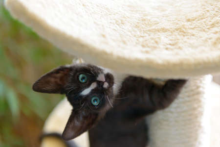 Young kitten playing on her cat tree scratcherの写真素材