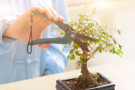 Growing little bonsai tree with special pruning scissorsの写真素材