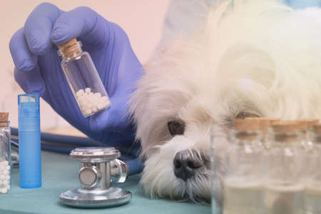 Vet holding homeopathic globules for a little maltese dog