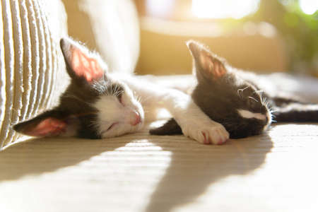 Two young kittens sleepingon sofa at homeの写真素材