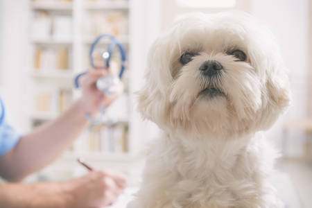 Little maltese dog at the vet office, vet with stethoscope in the backgroundの写真素材
