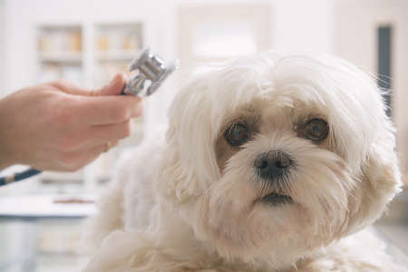 Little maltese dog at the vet office, vet with stethoscope in the backgroundの写真素材
