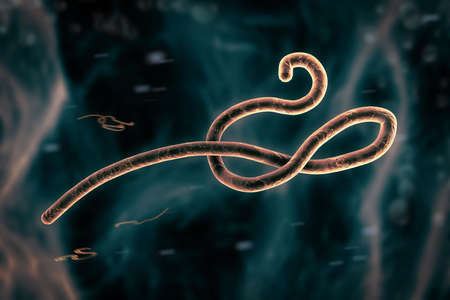 Microscopic view of the ebola virusの写真素材