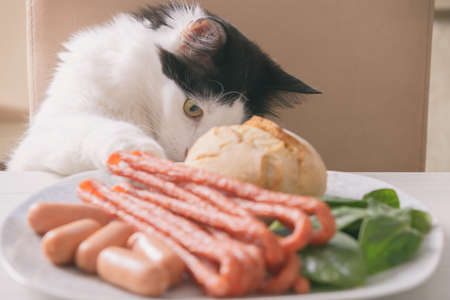 Cat tries to steal food from the table and licks herselfの写真素材