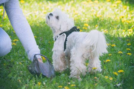 Owner cleaning up after the dog with plastic bag