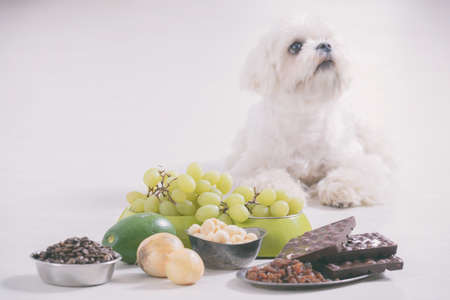 Little white maltese dog and food ingredients toxic to him