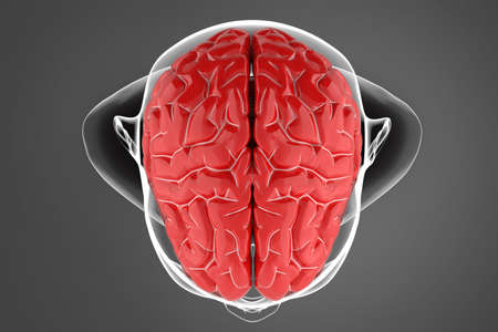 3d illustration of human brain over dark background with body silhouette
