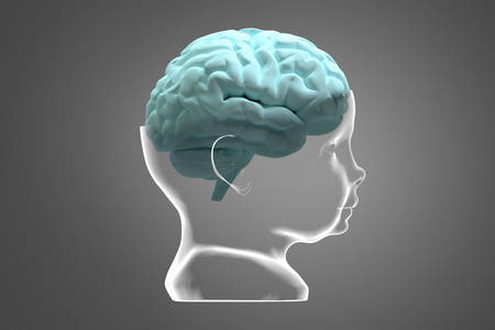 Model of the child's head and brain. Conceptual 3d illustration that can be used in many fields of...