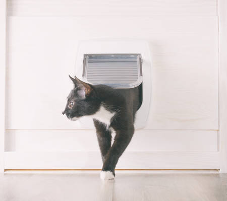 Cat passing through the cat door at homeの写真素材