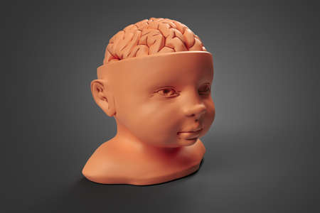 Clay model of the child's head and brain. Conceptual 3d illustration that can be used in many fields of science and medicineの写真素材