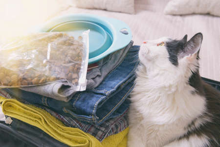 Cat sitting in the suitcase or bag and waiting for a trip. Travel with pets concept