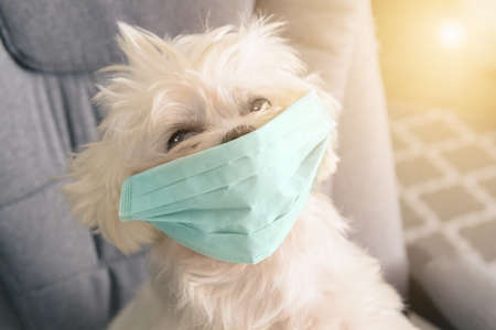 Little white dog sits on an armchair wearing a surgical mask. The concept of antiviral, quarantine or allergy protection and other topics related to animal and human safetyの写真素材