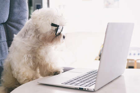 Little white intelligent dog works with a computer. His glasses give him the same dignity as the president of the company.の写真素材
