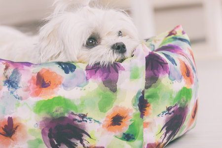 Cute young Maltese laying on his bed at homeの写真素材
