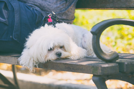 Little dog and its owner resting on a bench in the city on a hot summer dayの写真素材