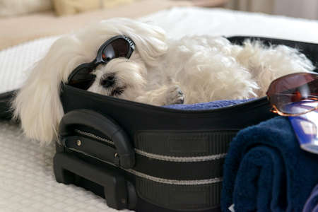 Small dog maltese laying in the suitcase or bag and waiting for a trip