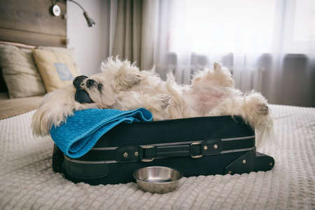 Small dog maltese laying in the suitcase or bag and waiting for a tripの写真素材