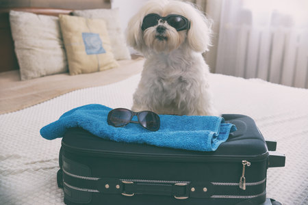 Small dog maltese sitting next to the suitcase or bag wearing sunglasses and waiting for a tripの写真素材