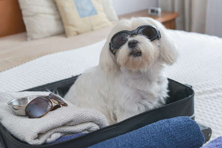 Small dog maltese sitting in the suitcase or bag wearing sunglasses and waiting for a tripの写真素材