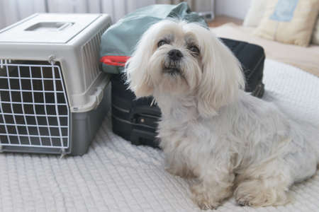 Small dog maltese sitting near carrier and bags waiting for a tripの写真素材