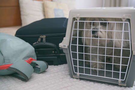 Small dog maltese sitting in transporter or bag and waiting for a tripの写真素材