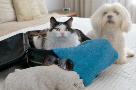 Small dog maltese in bag with cat waiting for a tripの写真素材