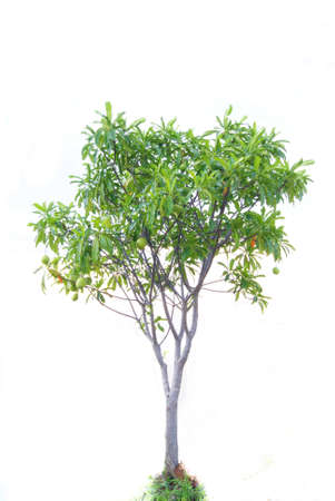 Beautiful fresh green tree isolated on white backgroundの写真素材