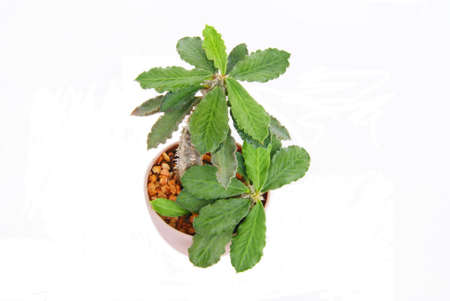 cactus in a pot isolated on white backgroundの写真素材