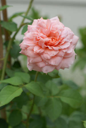 Abraham darby roseの写真素材