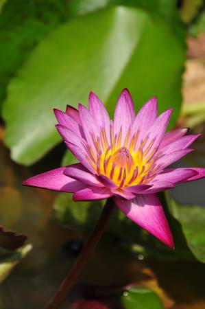 waterlilyの写真素材