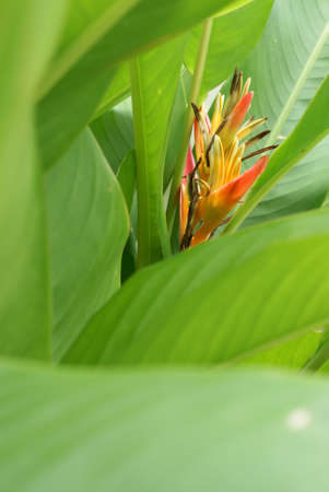 heliconia flower