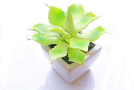 Fake trees Potted white ceramic isolatedの写真素材