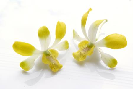 Orchidの写真素材