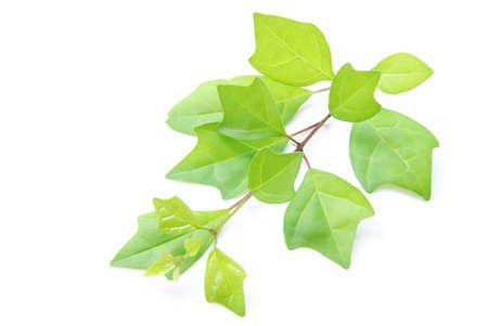 Green leaf isolate on white backgroundの写真素材