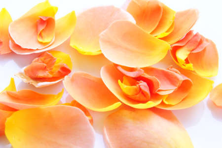Rose petals isolated on white backgroundの写真素材