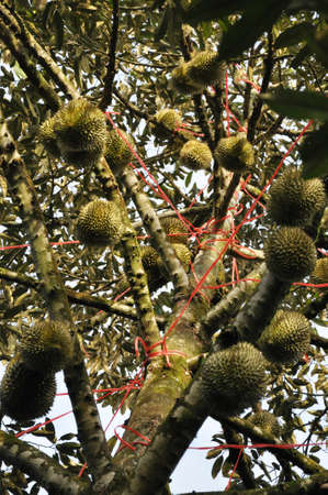 Durian tree