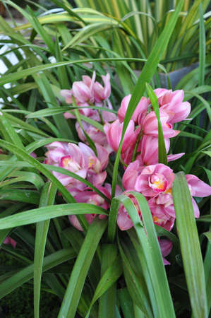 Cymbidium orchid, Cymbidium finlaysonianumの写真素材