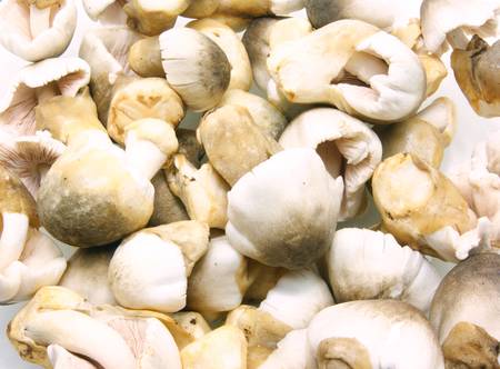 Straw mushroom, volvariella volvaceaの写真素材