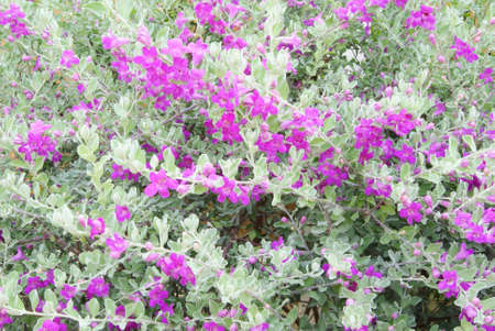 violet flower backgroundの写真素材