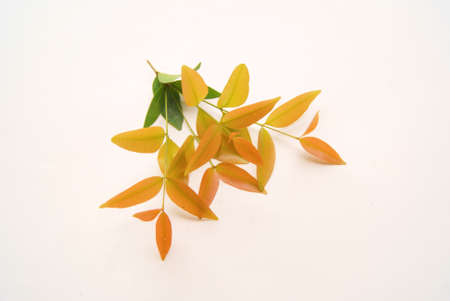 colorful leaves