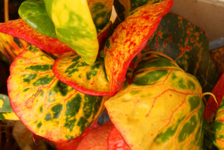 colorful leaves backgroundの写真素材