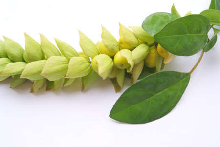 Gmelina philippensis Cham  ,  Wild Sage, Asian treeの写真素材