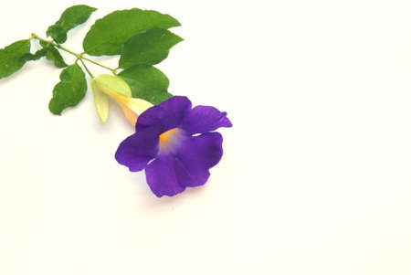 Tropical flower, Bush, Clock Vine  Thunbergia erecta 