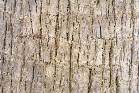 bark textured,brown bark of big tree showing texture as wallpaperの写真素材