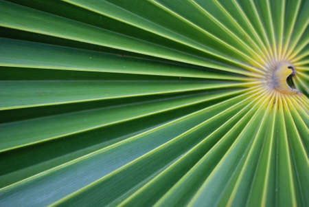 Green leaf, Footstool Palm, Serdang, Livistona rotundifoliaの写真素材
