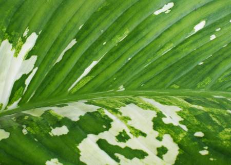 Green leaf pattern for background